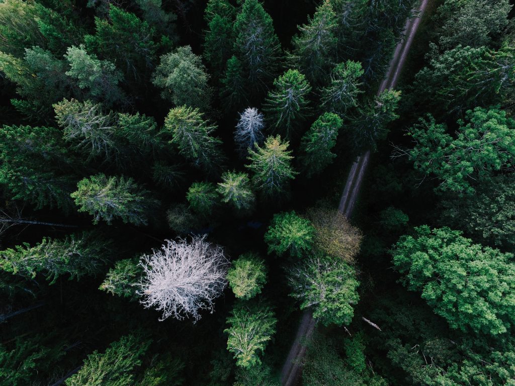 Dichter Wald aus der Luft aufgenommen