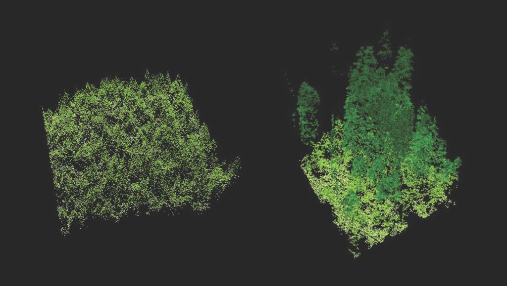 LiDAR-Vergleich von altem Wald und junger Aufforstung