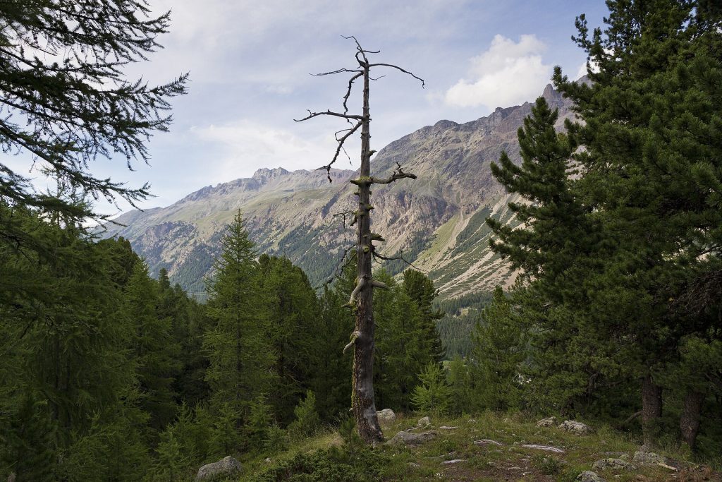 Lärchen- und Zirbenwald im Val Morteratsch, Graubünden