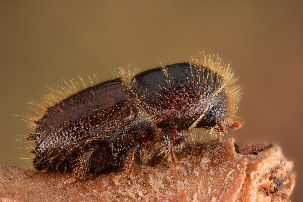 Makroaufnahme eines Buchdruckers (Ips typographus)