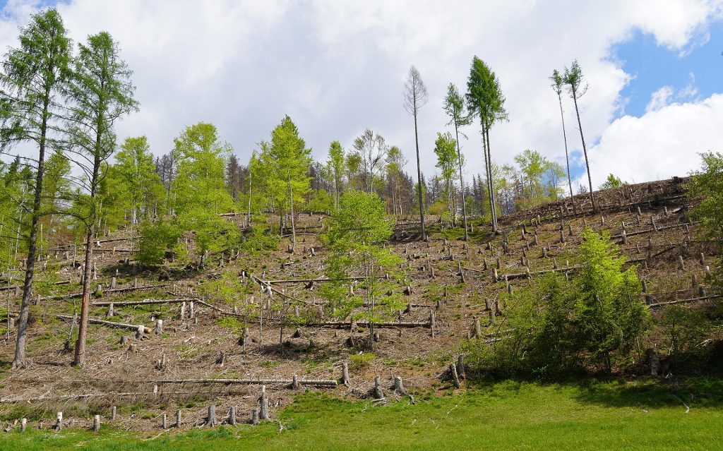 Windwurfflächen im Bergwald bei Liesing im Lesachtal nach dem Sturm Vaia